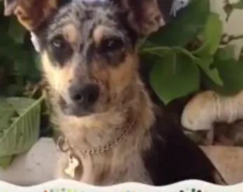 Cachorro raça srd idade 7 a 11 meses nome Berenice