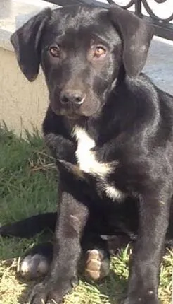 Cachorro raça sdr idade 2 a 6 meses nome Preta