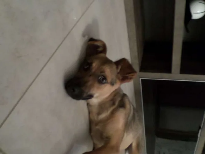 Cachorro ra a SRD idade  nome Linda Cadelinha