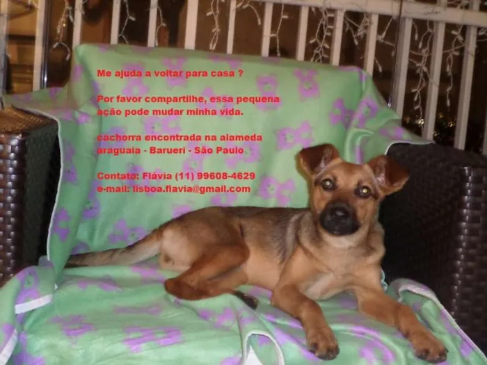 Cachorro ra a SRD idade  nome Linda Cadelinha