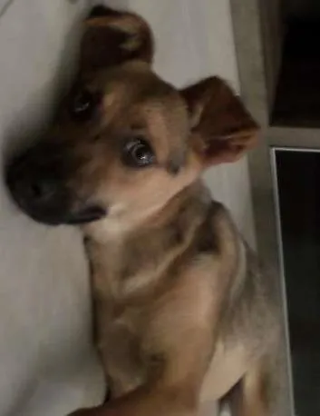 Cachorro ra a SRD idade  nome Linda Cadelinha