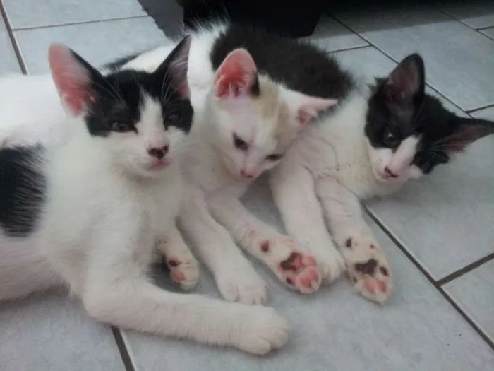 Gato ra a SRD idade 2 a 6 meses nome Mia e Carrapixo