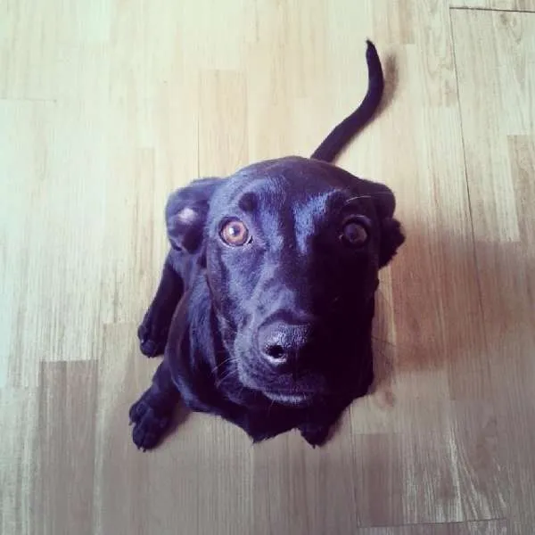 Cachorro raça SRD idade 7 a 11 meses nome Filo (temporário)