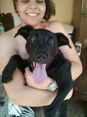 Cachorro raça SRD idade 7 a 11 meses nome Filo (temporário)