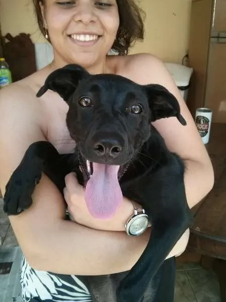 Cachorro raça SRD idade 7 a 11 meses nome Filo (temporário)