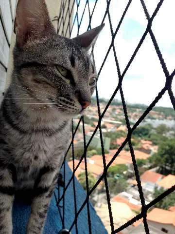 Gato ra a SRD idade 7 a 11 meses nome Tulipa