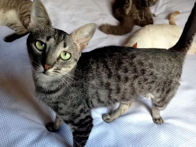 Gato ra a SRD idade 7 a 11 meses nome Tulipa