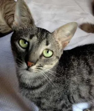 Gato raça SRD idade 7 a 11 meses nome Tulipa