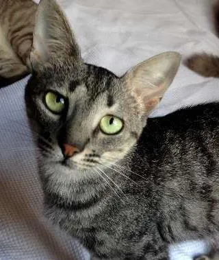 Gato ra a SRD idade 7 a 11 meses nome Tulipa