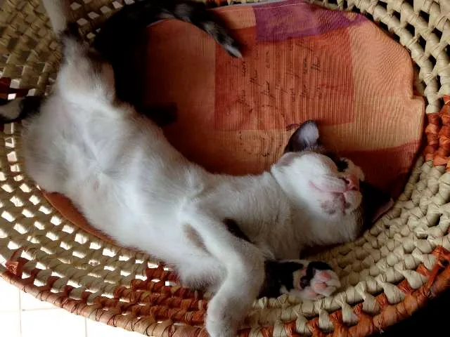Gato ra a SRD idade 2 a 6 meses nome Orquídea