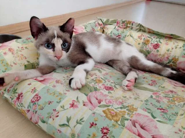 Gato ra a SRD idade 2 a 6 meses nome Orquídea