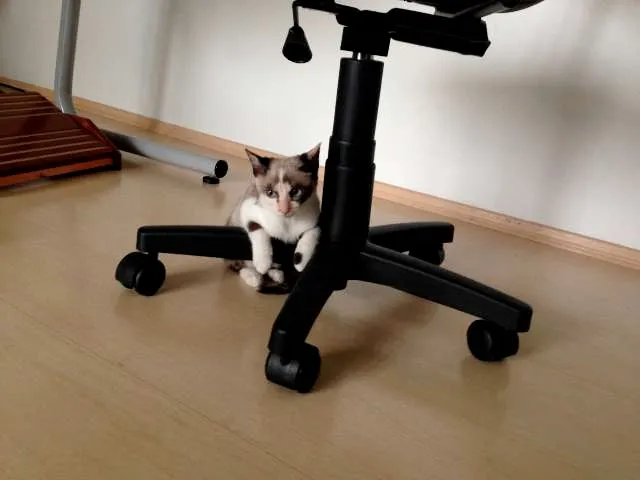 Gato ra a SRD idade 2 a 6 meses nome Orquídea