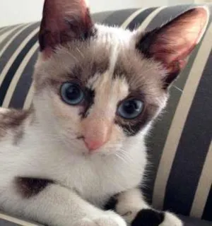 Gato raça SRD idade 2 a 6 meses nome Orquídea
