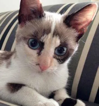 Gato ra a SRD idade 2 a 6 meses nome Orquídea