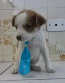 Cachorro ra a SRD idade 2 a 6 meses nome Bebes