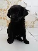 Cachorro raça SRD idade 2 a 6 meses nome Bebes
