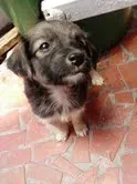 Cachorro ra a SRD idade 2 a 6 meses nome Bebes