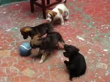 Cachorro ra a SRD idade 2 a 6 meses nome Bebes