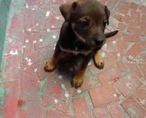 Cachorro ra a SRD idade 2 a 6 meses nome Bebes