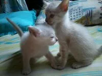 Gato ra a Indefinido idade Abaixo de 2 meses nome Lindos Filhotes
