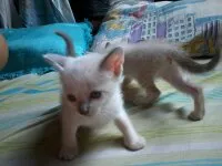 Gato raça Indefinido idade Abaixo de 2 meses nome Lindos Filhotes