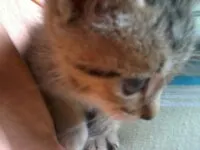 Gato ra a Indefinido idade Abaixo de 2 meses nome Lindos Filhotes