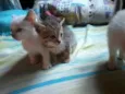 Lindos Filhotes