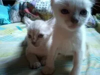 Gato ra a Indefinido idade Abaixo de 2 meses nome Lindos Filhotes
