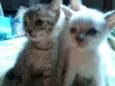 Lindos Filhotes