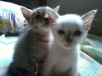 Gato ra a Indefinido idade Abaixo de 2 meses nome Lindos Filhotes
