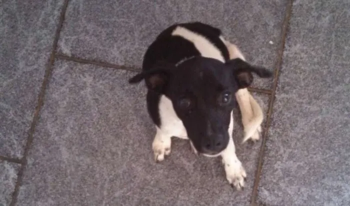Cachorro ra a SRD idade  nome Cadelinha