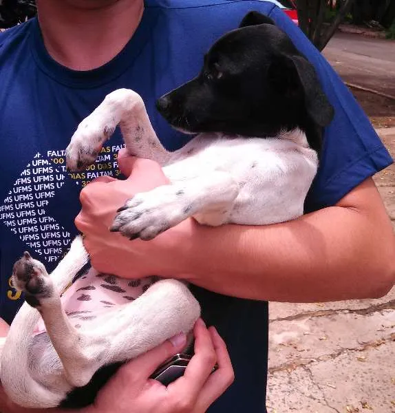 Cachorro ra a SRD idade  nome Cadelinha