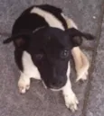 Cadelinha
