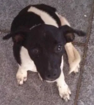 Cachorro raça SRD idade  nome Cadelinha