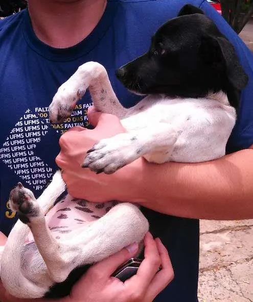 Cachorro ra a SRD idade  nome Cadelinha