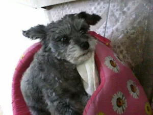 Cachorro raça Poodle idade 6 ou mais anos nome SUSY