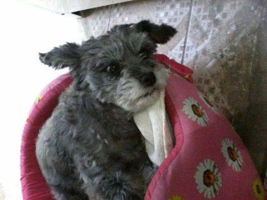 Cachorro ra a Poodle idade 6 ou mais anos nome SUSY