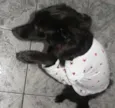 Tom
