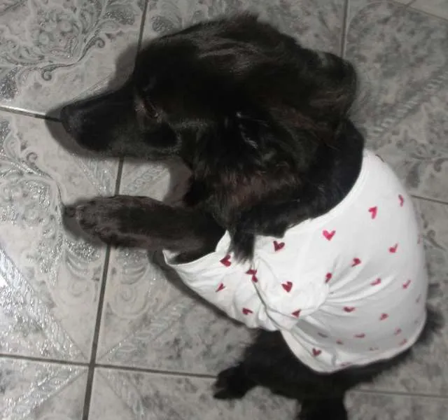Cachorro ra a viralata idade 7 a 11 meses nome Tom