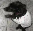 Tom