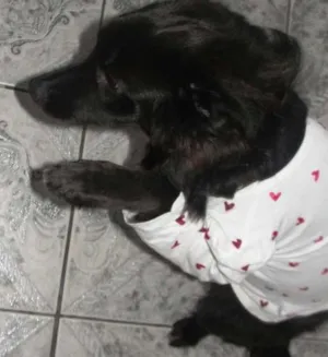 Cachorro raça viralata idade 7 a 11 meses nome Tom