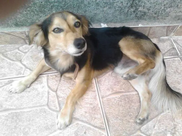 Cachorro ra a SRD idade  nome Bob