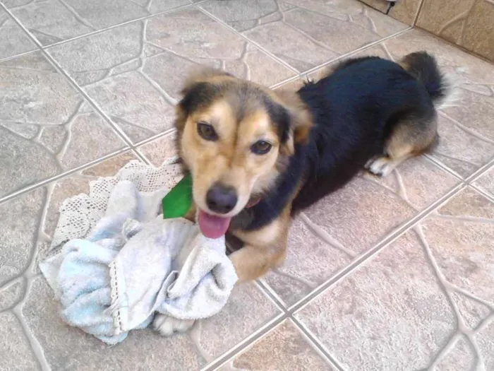 Cachorro ra a SRD idade  nome Bob