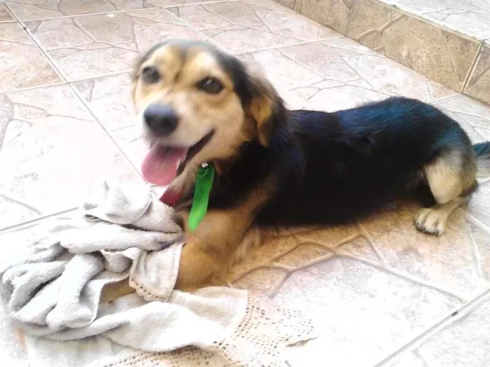 Cachorro ra a SRD idade  nome Bob