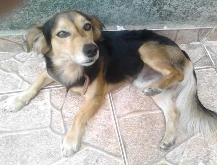 Cachorro ra a SRD idade  nome Bob