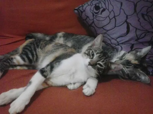 Gato raça  idade 2 a 6 meses nome Sem nome