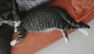 Gato raça  idade 2 a 6 meses nome Sem nome