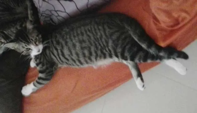 Gato raça  idade 2 a 6 meses nome Sem nome