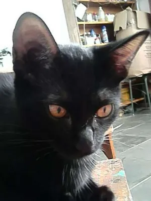Gato raça indefinida idade 2 a 6 meses nome Sirius
