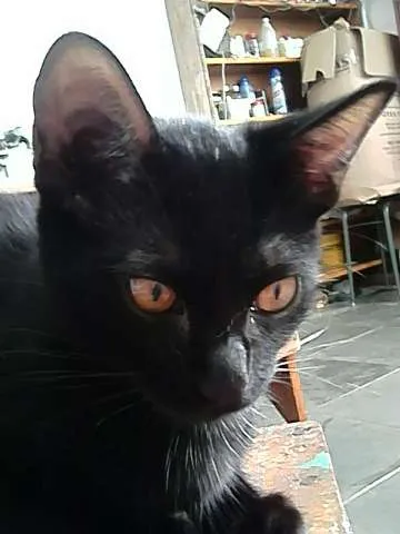 Gato ra a indefinida idade 2 a 6 meses nome Sirius